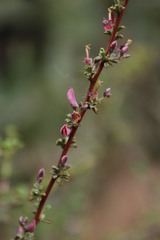 Indigofera spinescens