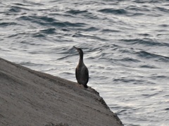 Gulosus aristotelis