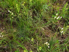 Astragalus pseudotataricus