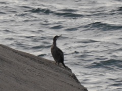 Gulosus aristotelis