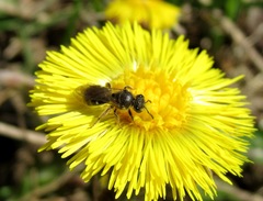 Lasioglossum laticeps