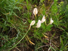 Astragalus pseudotataricus
