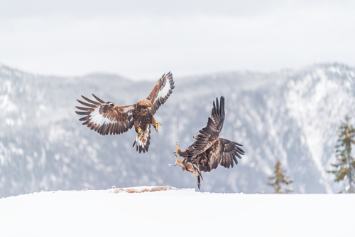 Eagle
