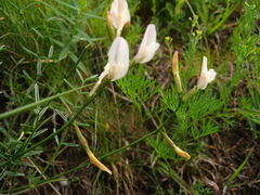 Astragalus pseudotataricus