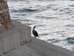 Gulosus aristotelis