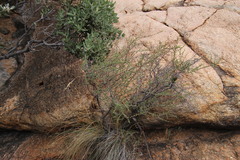 Indigofera spinescens