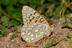 Speyeria callippe gallatini