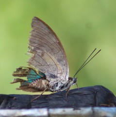 Archaeoprepona demophon centralis
