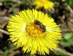 Lasioglossum laticeps