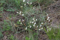 Astragalus pseudotataricus
