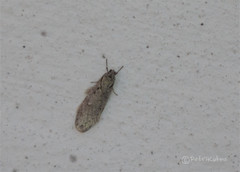 Semioscopis avellanella