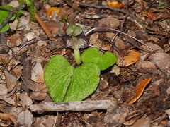 Corybas vitreus