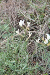 Astragalus pseudotataricus