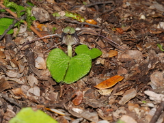 Corybas vitreus