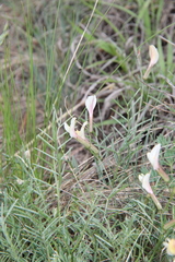 Astragalus pseudotataricus