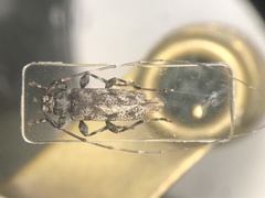 Acanthocinus pusillus