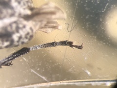 Acanthocinus pusillus