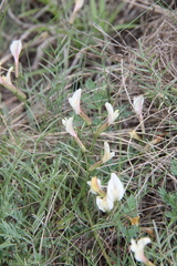 Astragalus pseudotataricus