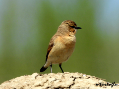 Oenanthe isabellina