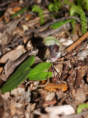 Corybas vitreus