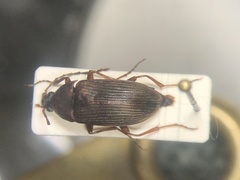 Androchirus erythropus
