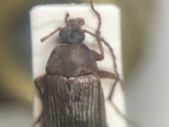 Androchirus erythropus