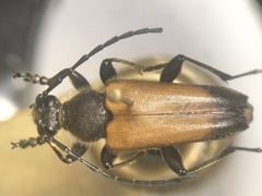 Trigonarthris proxima