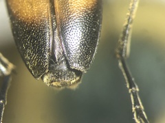 Trigonarthris proxima