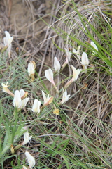 Astragalus pseudotataricus