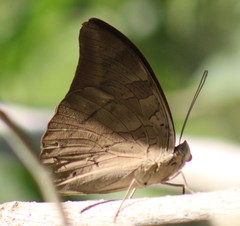 Archaeoprepona demophon centralis