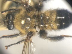 Laphria sacrator
