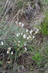 Astragalus pseudotataricus