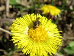 Lasioglossum laticeps