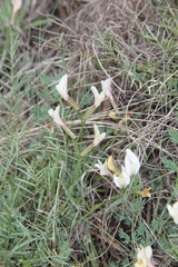 Astragalus pseudotataricus