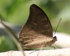 Archaeoprepona demophon centralis