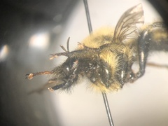 Laphria sacrator