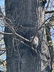 Sciurus carolinensis