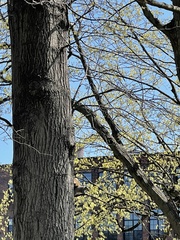 Sciurus carolinensis