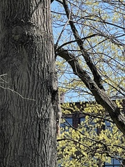 Sciurus carolinensis