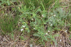 Astragalus guttatus