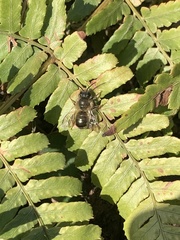 Osmia cornifrons