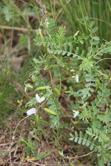 Astragalus guttatus