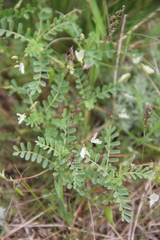 Astragalus guttatus