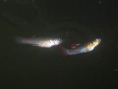 Poecilia orri
