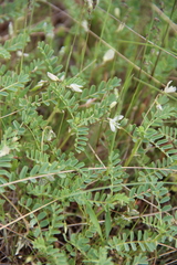 Astragalus guttatus