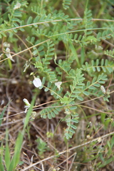 Astragalus guttatus