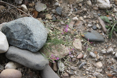 Astragalus subuliformis