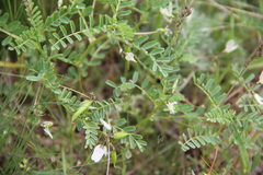 Astragalus guttatus