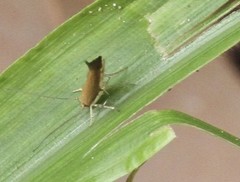 Glaphyristis marmarea