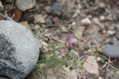 Astragalus subuliformis